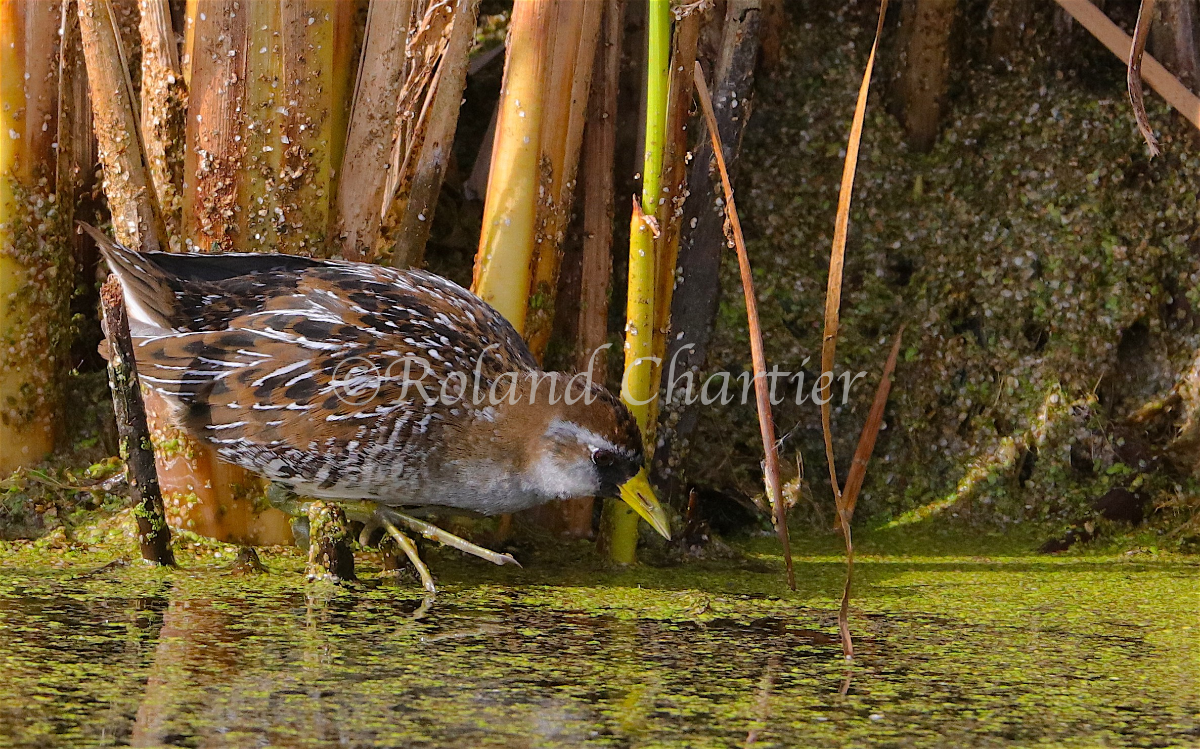 Sora Rail about to put it's beak in water.